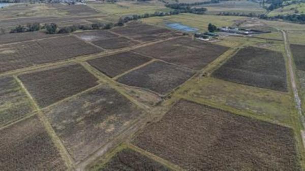 Unharvested corn fields in Chapa de Mota, Mexico.